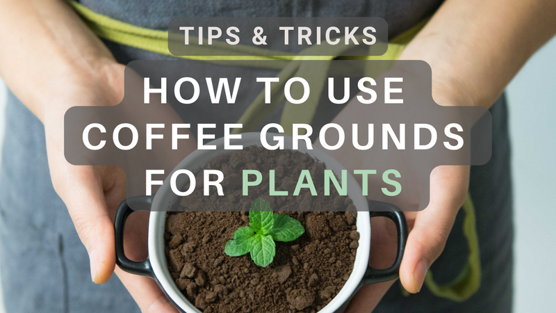 Are Coffee Grounds Good for Tomato Plants?: Surprising Truths!